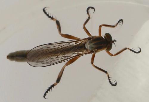 Leptogaster cylindrica